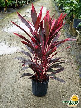 Fruticosa is an evergreen flowering plant that has become essentially pantropical. Cordyline Red Sister / Ti Plant | Plants, Dracaena plant ...