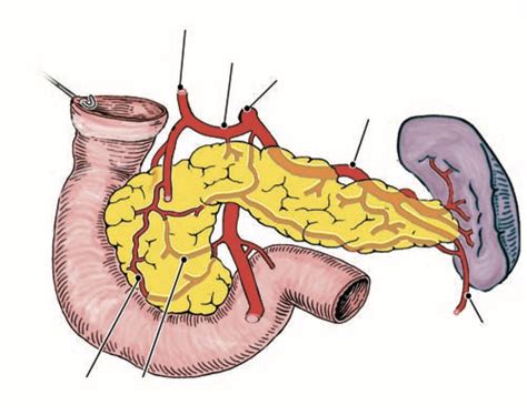 Blood Supply Of Duodenum And Pancreas Diagram Quizlet