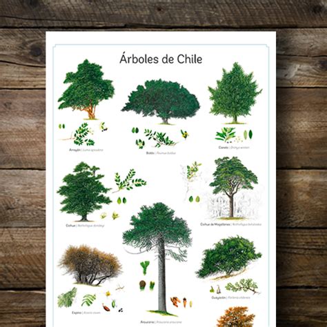 Lámina árboles De Chile Librería Libro Verde