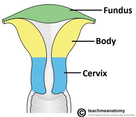 The Female Reproductive Tract Teachmeanatomy