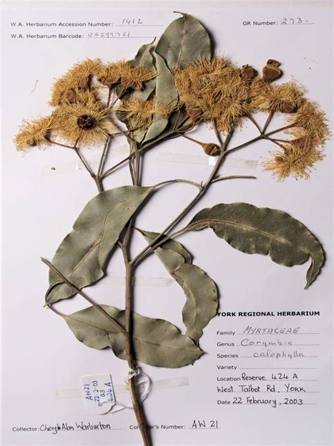 Herbarium | River Conservation Society Inc.