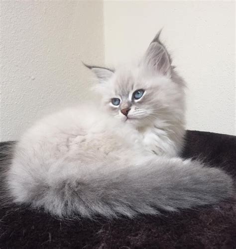 Home » siberian kittens » available kittens. Siberian Cat | Siberian cat, Blue point cat, Crazy cats