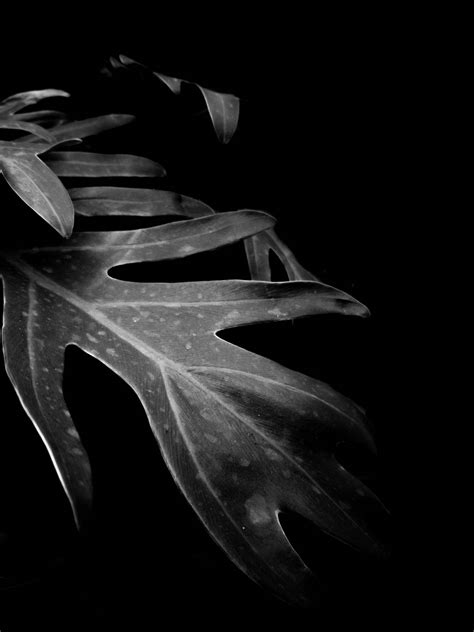Download Tropical Leaf In Solid Black Wallpaper