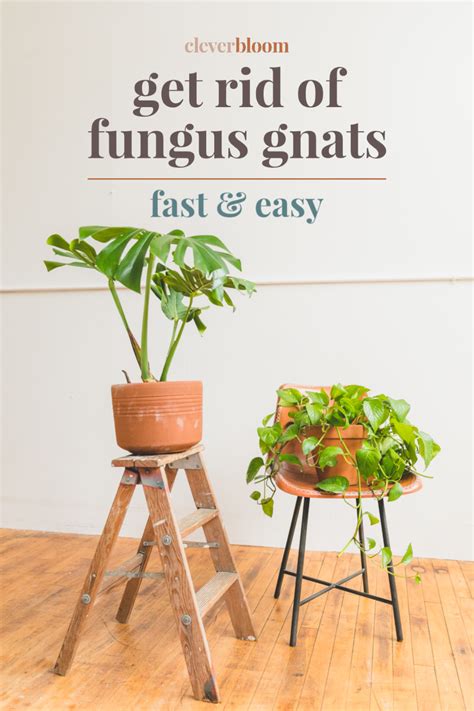 Then, cut the bottom off a plastic pot or pail. Get Rid Of Fungus Gnats in 2020 | Plant pests, House plant ...