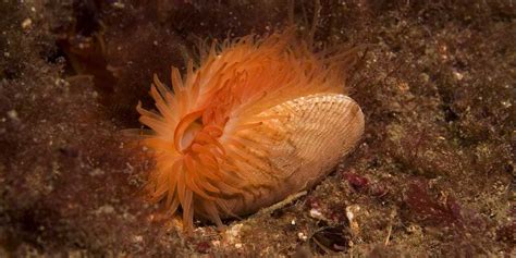 Largest Colony Of Flame Shells Found In Scottish Waters Business Insider