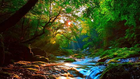 forest sunburst forest water green sunlight river peaceful sunny hd wallpaper peakpx