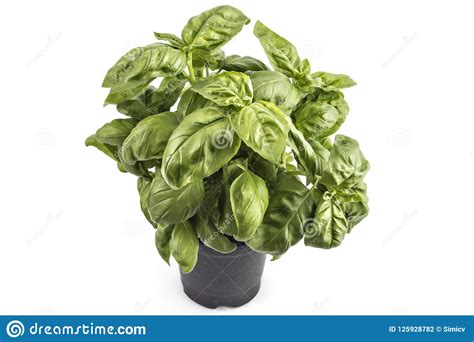 Basil Herb Leaves In A Pot Stock Photo Image Of Green 125928782