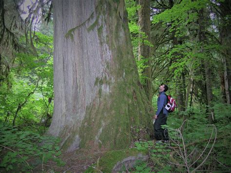 Statement On Logging In Old Growth Forest In British Columbia Birds