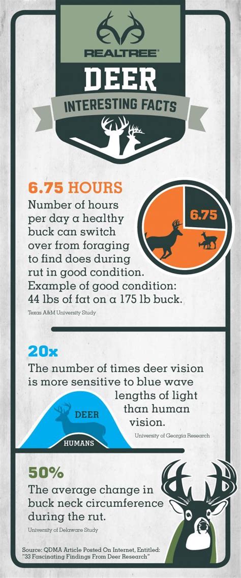 Fun Facts Whitetail Deer Part Two Infographic Guide Outdoors