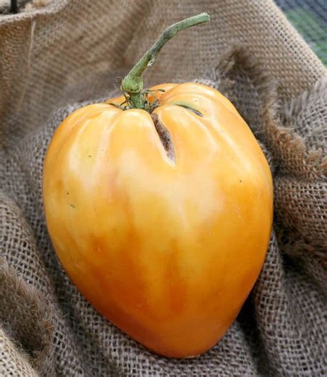 Orange Oxheart Heirloom Tomato Premium Seed Packet · Sherwoods Seeds