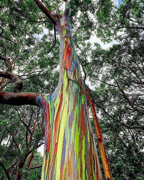 Rainbow Eucalyptus Tree Eucalyptus Deglupta Is A Species Of Tall Tree