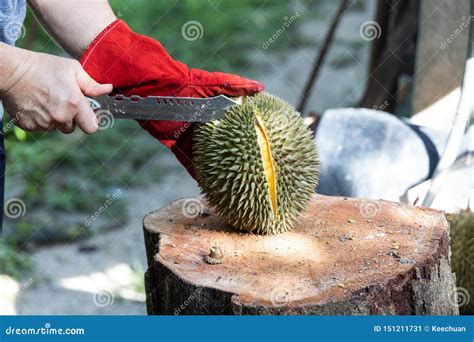 Series Of Person Cutting Open Organic Durian With Knife Stock Image