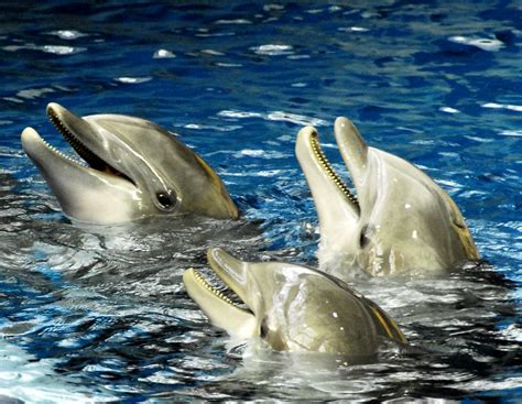 Three playful Dolphins | Three playful dolphin at the ...