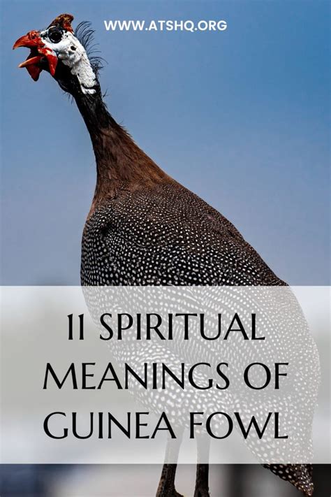 Guinea Fowl Symbolism 11 Spiritual Meanings Of Guinea Fowl