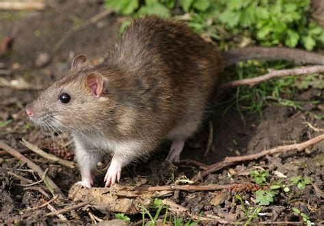 Brown Rat Description Origin Pest Diseases Laboratory Animal Pet