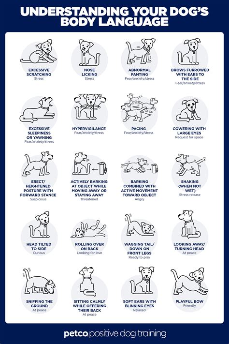 Understanding Your Dogs Body Language Petco Dog Body Language Dog