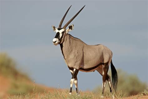 Types Of Antelope