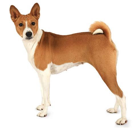 Basenji Dog Breed Information Purina