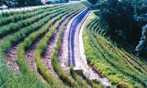 Vetiver Appropedia The Sustainability Wiki