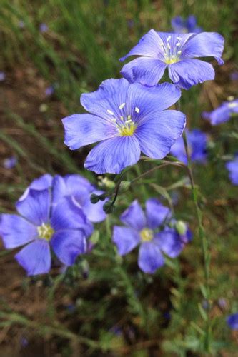 Linum Lewisii Blue Flax Flax Flowers Wildflower