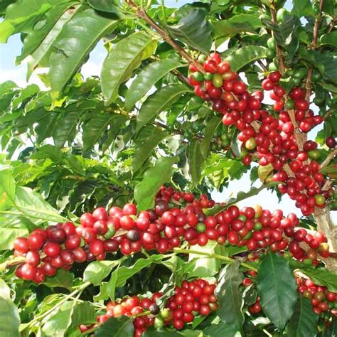 Coffea Arabica Coffee Plant Wild Roots