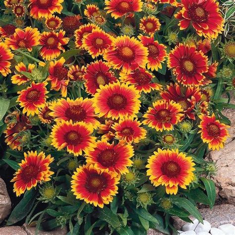 The ultimate low maintenance garden pots. A Trio of Low Maintenance Perennial Flowers - Swallowtail ...