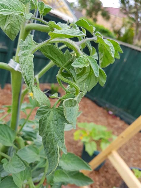 Tomato Branches Curling ~ Gardening And Landscaping ~