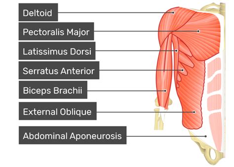 Anatomynote.com found abdominal venous supplement diagram from plenty of anatomical pictures on the internet. Transversus Abdominis Muscle