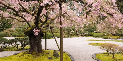 Cherry Blossoms In The Garden Portland Japanese Garden