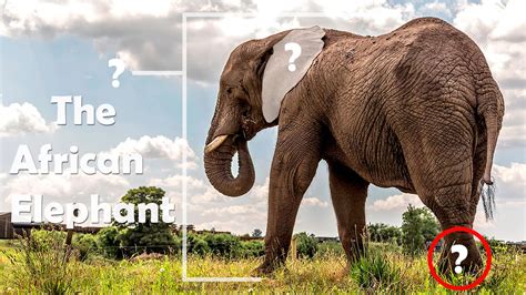 The African Elephant Fun Facts - YouTube