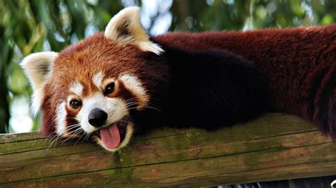 Red Panda Full Hd Wallpaper And Background Image 1920x1080 Id370118