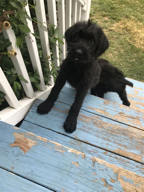 Read more about this dog breed on our giant schnauzer breed. Giant Schnauzer Puppies For Sale | Woodstock, VA #300290