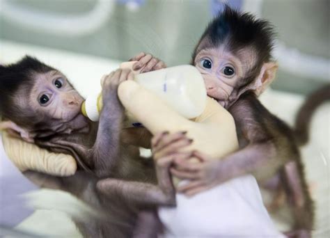 Nacieron Los Primeros Monos Clonados Con La Técnica De La Oveja Dolly