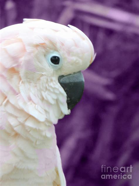Pink Parrot Photograph By Mary Mikawoz Fine Art America