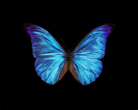 Rhetenor Blue Morpho Butterfly 1 By Science Photo Library
