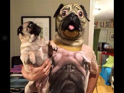 The Pug Is Scared Pugs Funny Funny Animal Jokes Funny Dogs