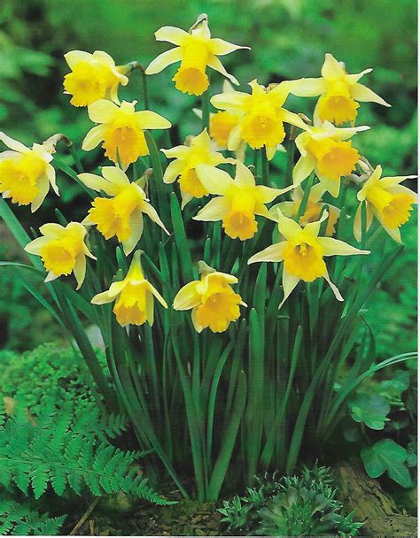 50 Lobularis Wild Daffodil Bulbs Narcissus Pseudonarcissuslent Lily