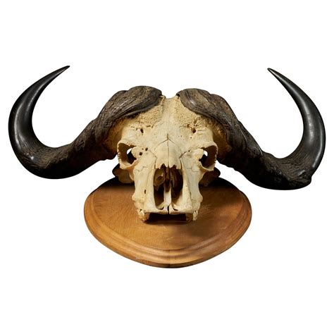 Buffalo Skull At 1stdibs