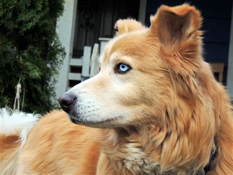 My Huskygolden Retriever Mix Chase Dog Crossbreeds Golden