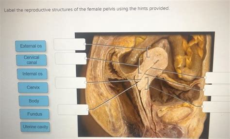 Midsagittal Female Pelvis Labeled