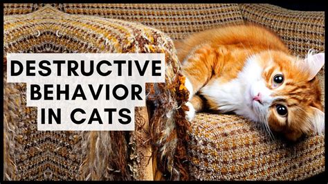 Destructive Behavior In Cats Youtube