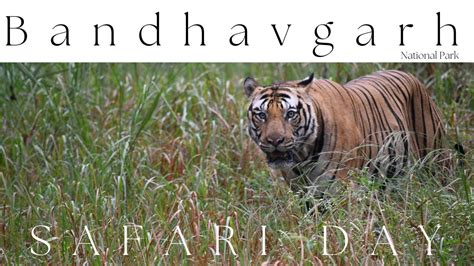 Bandhavgarh National Park Khitauli Zone Sighting Mahman In Our