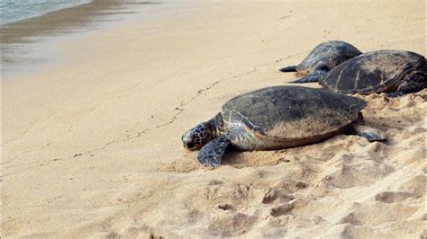 Fotos miles de tortugas invaden playas vacías de la India para