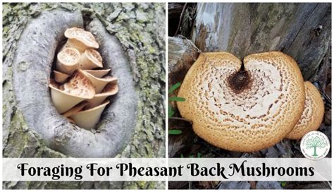 Foraging For Pheasant Back Mushrooms Stuffed Mushrooms Edible Wild