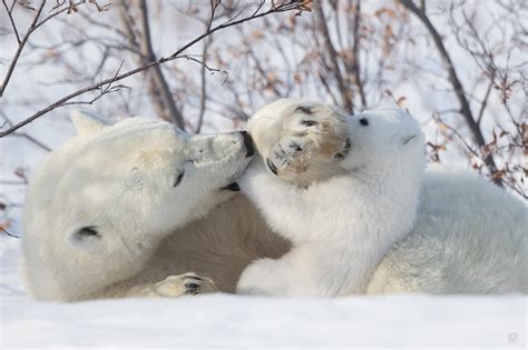Wallpaper Mammals Polar Bears Baby Animals Snow