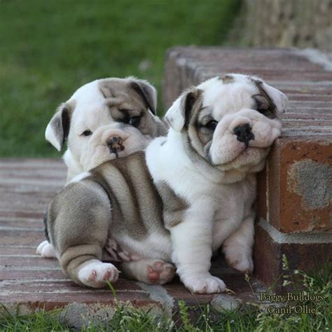 Cutest Bulldog In The World Photos All Recommendation