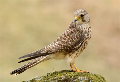 12 Different British Birds Of Prey Common And Rare Upgardener