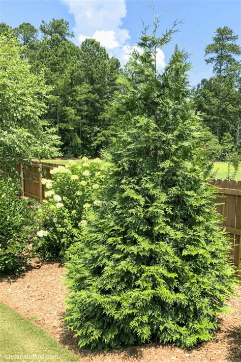 7 Fast Growing Evergreen Trees And Shrubs Privacy Landscaping