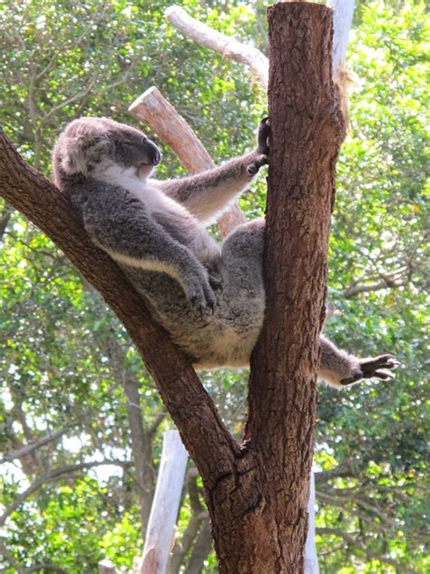 Koala Bear Cuddly Animal Free Photo On Pixabay Pixabay