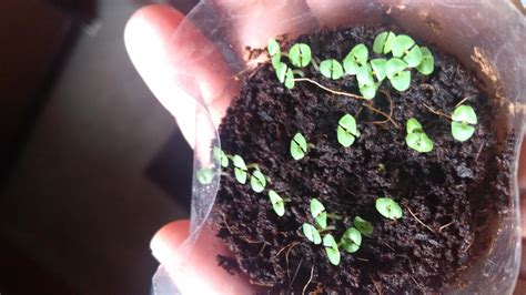 😊 Holy Basil Tulsi Plant Germinated From Seeds Rgardening